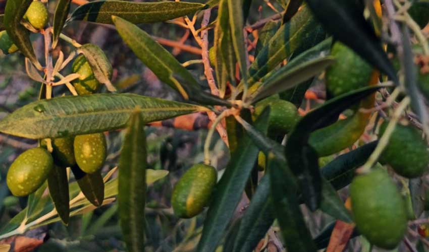 plod oliv 1