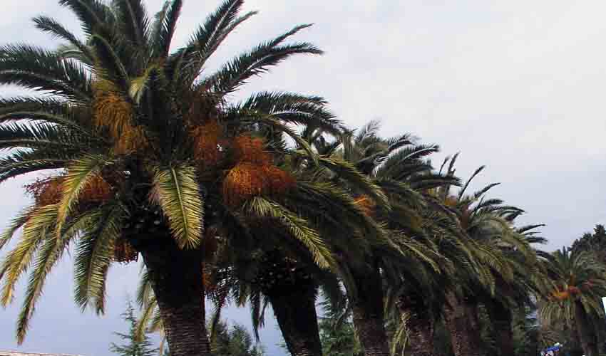 krosnja palmi