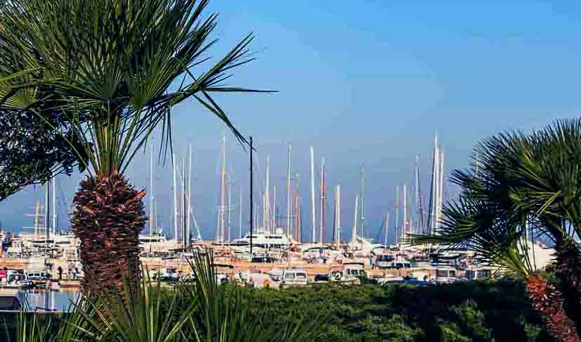 palme marin