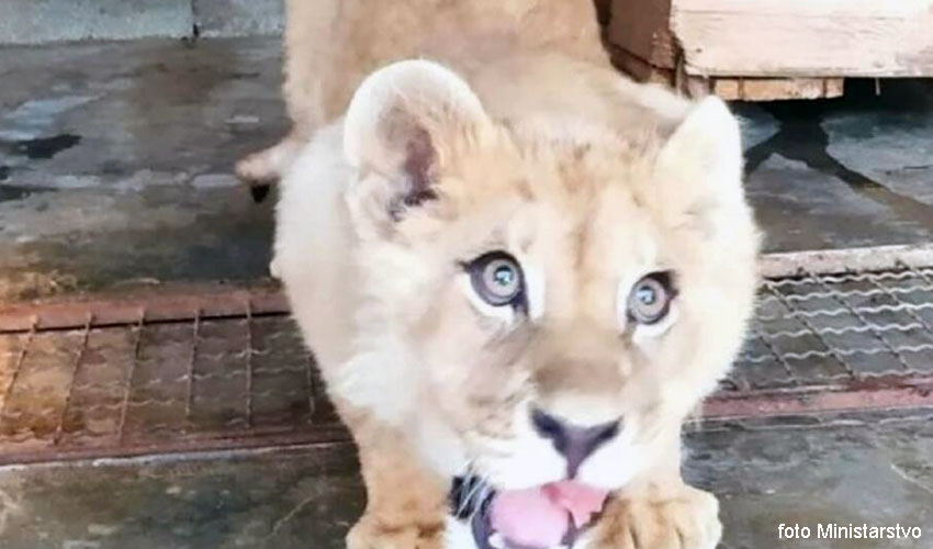 simba lav
