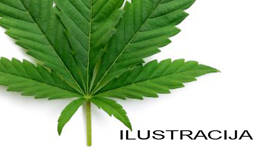 cannabis