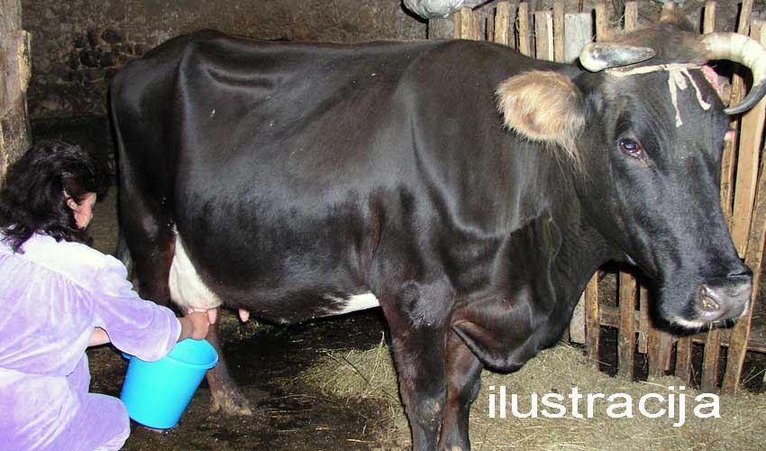 mužža