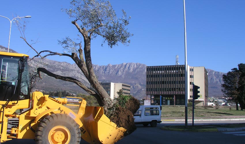 oliva seta