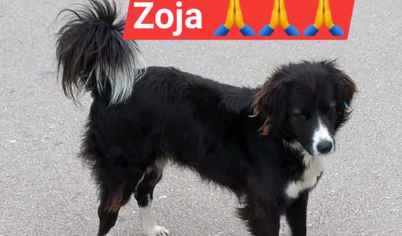 ZOJA