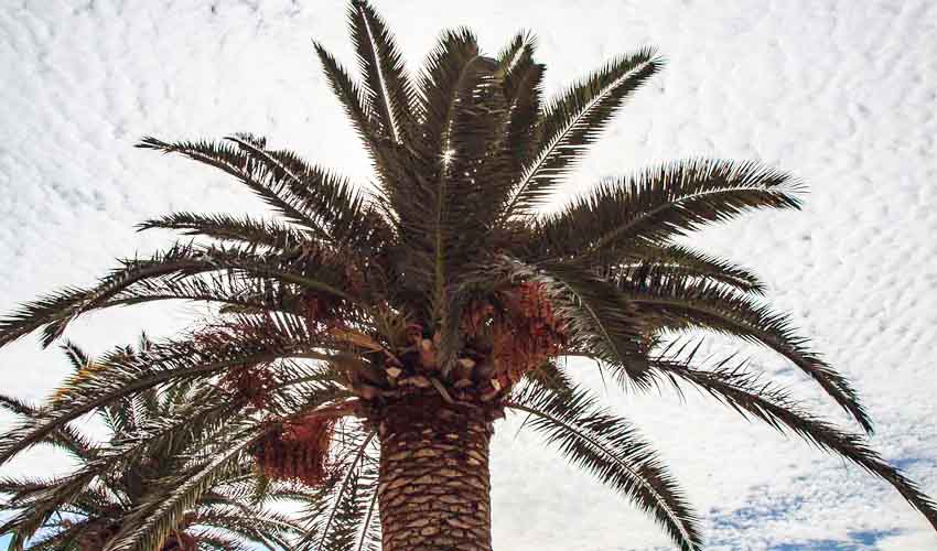 palmaa