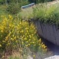 kanal trtmasn