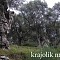 maslinjak ab